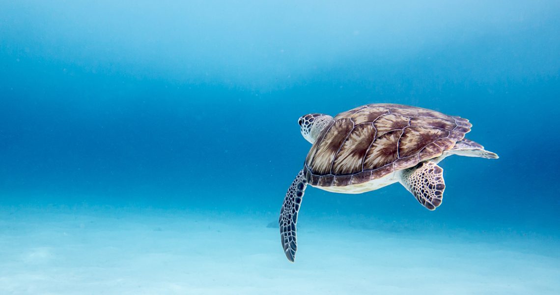 5x7 PBR PICS turtle